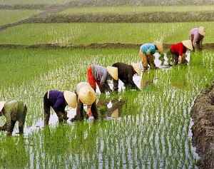 Verra anula créditos de carbono da Shell vinculados ao cultivo de arroz na China Verra