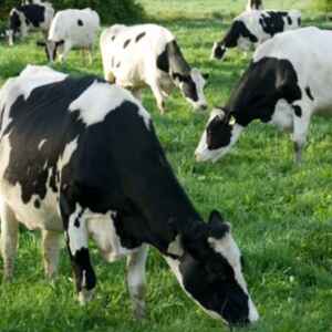 Sistema agroalimentar global carece de diversidade e melhorias, aponta G20 sistema