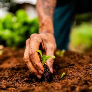 Bioeconomia é alternativa estratégica para o desenvolvimento sustentável dos territórios bioeconomia
