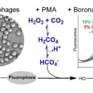 Método inovador da USP revela impacto do CO2 elevado na saúde celular método