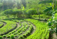 Agroflorestas impulsionam inovações financeiras para sustentabilidade agroflorestas