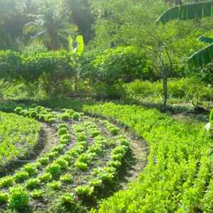 Agroflorestas impulsionam inovações financeiras para sustentabilidade agroflorestas