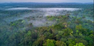 Amazônia