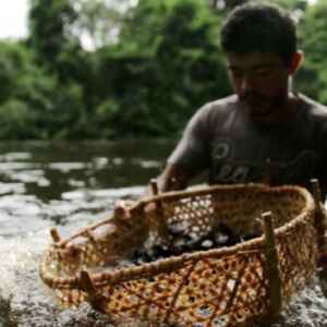 Parceria inovadora entre cooperativa e empresas impulsiona apoio a famílias agroextrativistas cooperativa