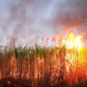 Por que a queima de canaviais ainda é permitida, apesar dos incêndios recorrentes? queima