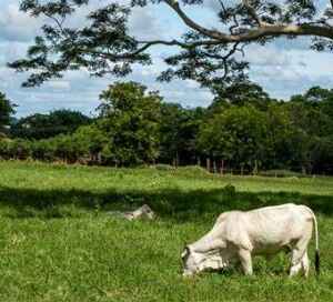 Dois terços das emissões globais de metano agora vêm de atividades humanas, revela estudo emissões