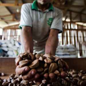 Bioeconomia é uma alternativa para a especialização inteligente dos territórios bioeconomia