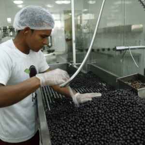 Pará se destaca com 5 dos 15 municípios mais produtivos do agronegócio brasileiro municípios