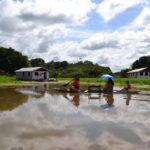 Mudanças climáticas podem intensificar emissão de metano na Amazônia mudanças