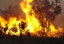 Sudoeste da Amazônia se torna a maior emissora global de gases do efeito estufa devido a queimadas Amazônia
