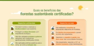 Manejo florestal sustentável: essencial para preservar o futuro