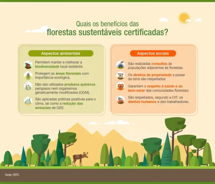Manejo florestal sustentável: essencial para preservar o futuro