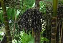 Ministério das Cidades recebe sugestões sobre mudanças climáticas e desafios ambientais no Brasil O Ministério das Cidades abre consulta pública sobre mudanças climáticas. Secas na Amazônia e aumento da produção florestal destacam desafios ambientais no Brasil