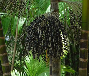 Ministério das Cidades recebe sugestões sobre mudanças climáticas e desafios ambientais no Brasil O Ministério das Cidades abre consulta pública sobre mudanças climáticas. Secas na Amazônia e aumento da produção florestal destacam desafios ambientais no Brasil