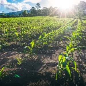 BNDES lança linha de crédito de R$ 6 bilhões para combustíveis renováveis: impulsionando a sustentabilidade energética no Brasil MAPA e BNDES anunciam mais de R$ 6 bilhões em crédito