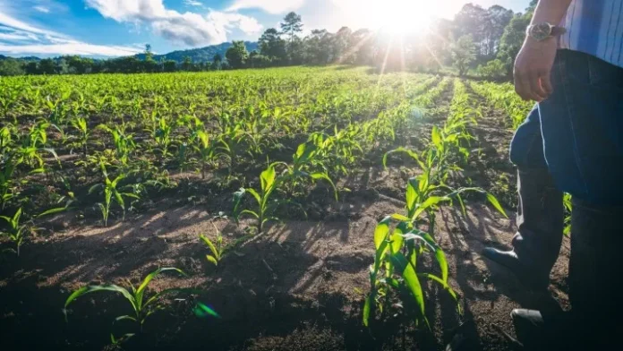 MAPA e BNDES anunciam mais de R$ 6 bilhões em crédito