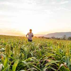 Produtores dez anos mais jovens lideram a adoção de tecnologia no campo O agrônomo segura o tablet touch pad no campo de milho