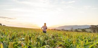 Produtores dez anos mais jovens lideram a adoção de tecnologia no campo O agrônomo segura o tablet touch pad no campo de milho