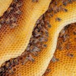 Os segredos da colmeia