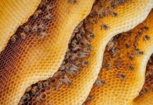 Segredos da Colmeia: 5 Lições Inspiradoras das Abelhas para Melhorar o Trabalho em Equipe Os segredos da colmeia