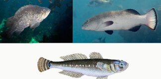 Rockfish (Sebastidae), robalos e garoupas (Serranidae) e gobies ou amures, (Gobiidae) tiveram uma "proporção importante" de espécies previstas como Ameaçadas.