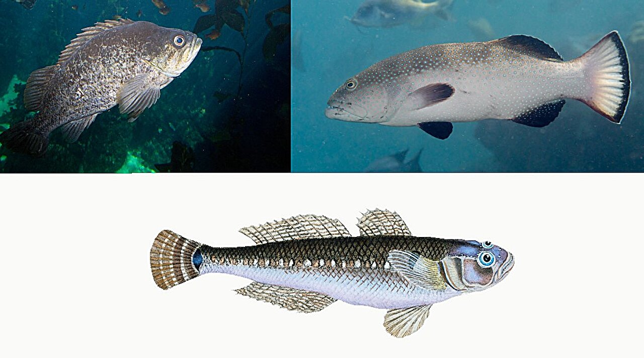 Rockfish (Sebastidae), robalos e garoupas (Serranidae) e gobies ou amures, (Gobiidae) tiveram uma 