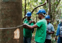 Manejo Florestal Sustentável Impulsiona Renda em Comunidades Tradicionais de Oriximiná (PA)
