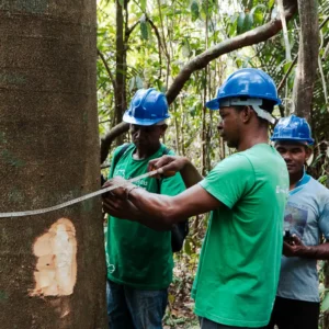 Manejo Florestal Sustentável Impulsiona Renda em Comunidades Tradicionais de Oriximiná Manejo Florestal Sustentável Impulsiona Renda em Comunidades Tradicionais de Oriximiná (PA)