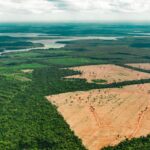 Brasil reduz desmatamento na Amazônia em 50% e propõe fundo global para preservação das florestas Brasil reduz desmatamento na Amazônia em 50% e propõe fundo global para preservação das florestas