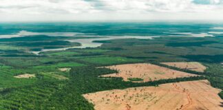 Brasil reduz desmatamento na Amazônia em 50% e propõe fundo global para preservação das florestas