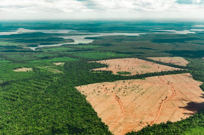 35% do desmatamento na Amazônia é grilagem Brasil reduz desmatamento na Amazônia em 50% e propõe fundo global para preservação das florestas