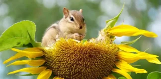 90% dos países com políticas de conservação da biodiversidade falham em especificar as ações necessárias de indivíduos