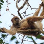 Primata gigante das Américas instiga reflorestamento em SP primata