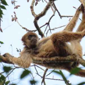 Primata gigante das Américas instiga reflorestamento em SP primata