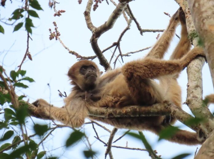 Captura de tela 2024-10-01 154711 primata