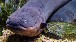 Captura-de-tela-2024-10-02-154634-300x167 Poraquê, o primeiro catamarã movido a energia solar da Amazônia