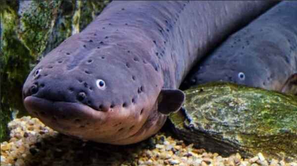 Poraquê, o primeiro catamarã movido a energia solar da Amazônia 2 Captura de tela 2024 10 02 154634