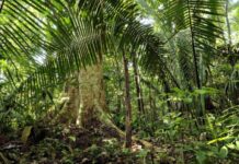 Produtores da Amazônia criam movimento para enfrentar discursos ambientalistas produtores