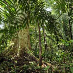 Produtores da Amazônia criam movimento para enfrentar discursos ambientalistas produtores