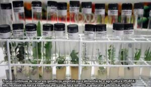 Captura-de-tela-2024-10-08-180457-300x172 Recursos fitogenéticos para alimentação e agricultura