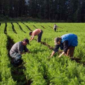 Governo Federal disponibiliza R$ 300 milhões em microcrédito para apoiar agricultura familiar microcrédito