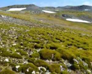 Acredite ou não, esta paisagem exuberante é a Antártida Antártida