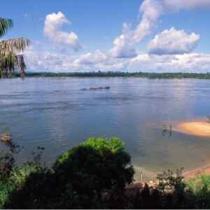 BNDES apoia projetos de restauração ecológica na bacia do Xingu nos estados do PA e MT projetos