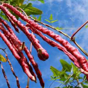 Embrapa lança feijão-de-metro colorido, mais resistente e produtivo feijão