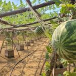 Melancia trepadeira é cultivada no interior do Amazonas através de técnica japonesa melancia