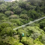 Cientistas descobriram que perturbações florestais como incêndios, vento e extração seletiva de madeira estão desencadeando a maior perda de carbono de ecossistemas em risco, como florestas tropicais. Esta foto mostra uma floresta semelhante em estudo no Panamá