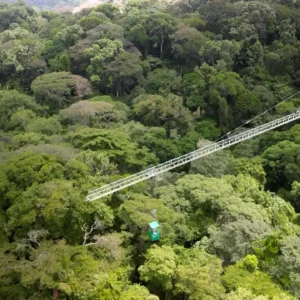 Perda de carbono na floresta tropical: principal gatilho das emissões da floresta amazônica Cientistas descobriram que perturbações florestais como incêndios, vento e extração seletiva de madeira estão desencadeando a maior perda de carbono de ecossistemas em risco, como florestas tropicais. Esta foto mostra uma floresta semelhante em estudo no Panamá