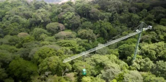 Cientistas descobriram que perturbações florestais como incêndios, vento e extração seletiva de madeira estão desencadeando a maior perda de carbono de ecossistemas em risco, como florestas tropicais. Esta foto mostra uma floresta semelhante em estudo no Panamá