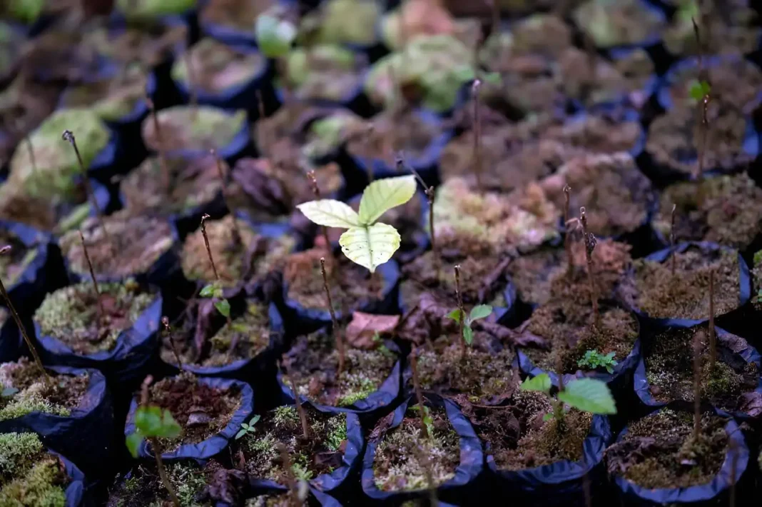 Com o mundo vegetal enfrentando uma série de desafios provocados pelo homem — incluindo erosão, desmatamento, poluição e uma crescente crise de extinção — teme-se cada vez mais que o futuro da biodiversidade e das plantações do mundo esteja ameaçado