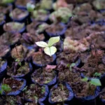 A música pode ajudar as plantas a crescerem Com o mundo vegetal enfrentando uma série de desafios provocados pelo homem — incluindo erosão, desmatamento, poluição e uma crescente crise de extinção — teme-se cada vez mais que o futuro da biodiversidade e das plantações do mundo esteja ameaçado